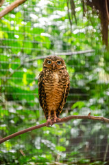 Wet burrowing owl with wide open eyes standed on a branch with a lush foliage background