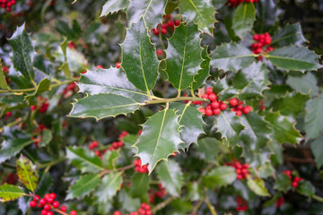 Festive Xmas Holly Bush with bright red berries and melting morning frost.Shallow depth of field.