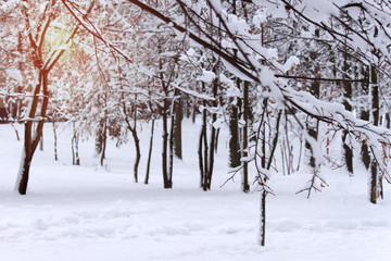 Winter landscape. Frosty trees in sunny morning or evening.