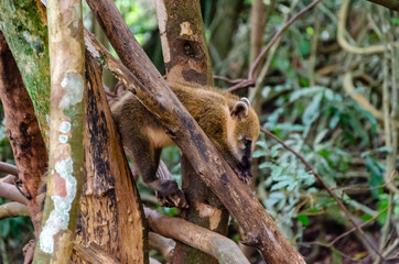 Little coati in the middle of branches of a native tree with movement