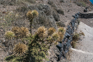 Santorini Fira , Grecia - fat plant