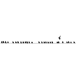 Background of black birds on a wire isolated