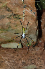 Spider Web on a jungle with a spider hidden on it and foliage background illuminated with a sun ray