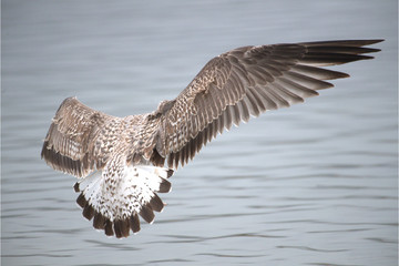 Raubm&ouml;we bei der Landung