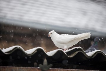 white pigeon on roof during snow fall
