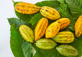 Cocoa pods with Cocoa leaf on a white background