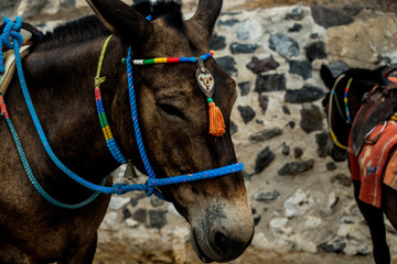 Santorini Fira , Grecia - donkey
