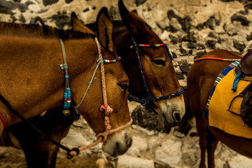 Santorini Fira , Grecia - donkey