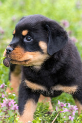 Cute rottweiler playing outdoors