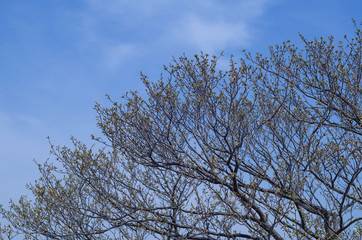 桜の新芽と青空