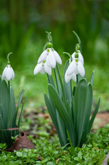 first snowdrops in springtime