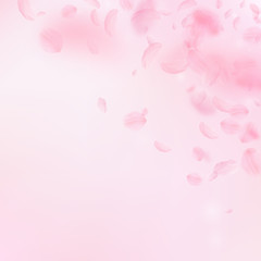 Sakura petals falling down. Romantic pink flowers 