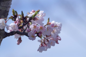 桜の花