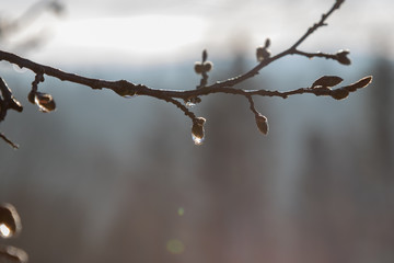 branch of tree in winter