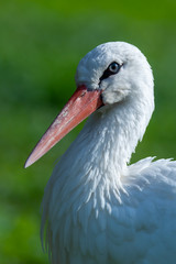 white stork - Ciconia ciconia