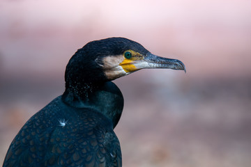 Fototapeta premium Great cormorant - Phalacrocorax carbo