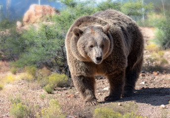 Female grizzly bear in the bush hunting for her food