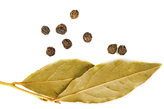 bay leaves. With balls of black pepper. Isolated on white background. dry bay leaf and black pepper peas isolated on a white background