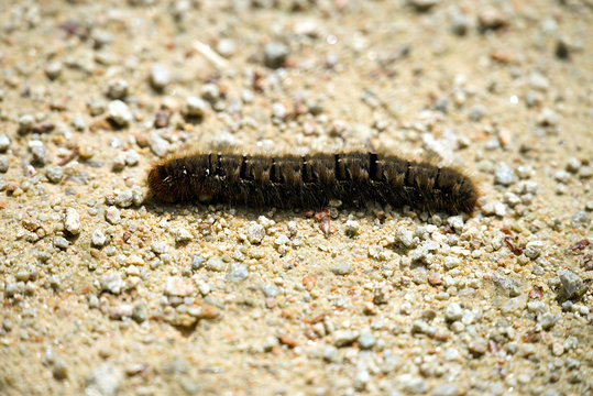 Chenille urticante .