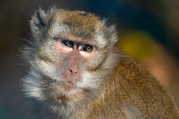Crab-eating macaque - Macaca fascicularis