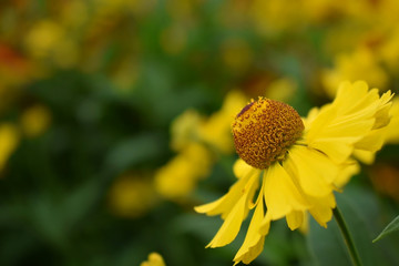 Yellow helenium flowers on a flower bed on a sunny day