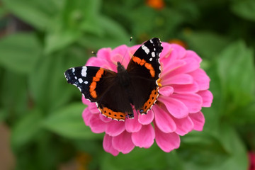 Fototapeta na wymiar Red Admiral butterfly on a pink gerbera