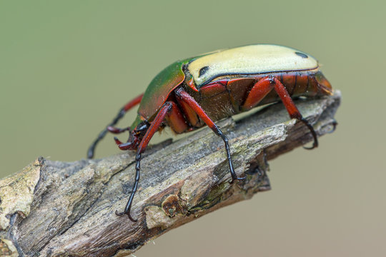 scarab beetle - Eudicella euthalia