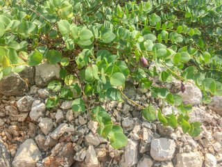 Rock plants on Corfu.