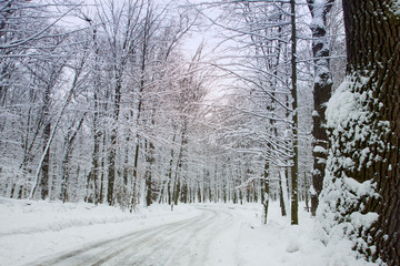 Winter road in a wood. Quiet snowy day on a forest. Christmas landscape.