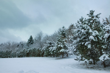 White bushes. Trees and pines. Calm winter landscape. Christmas background. Quiet snow day on a forest.