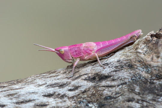 grasshopper - Chrysochraon dispar