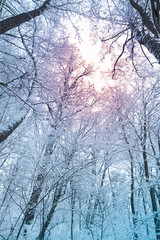 White trees and sunlight in fog. Quiet snowy day on a forest. Calm winter landscape. Christmas background.