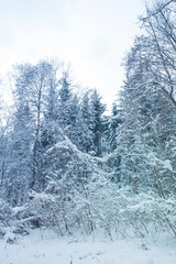 White bushes. Trees and pines. Calm winter landscape. Christmas background. Quiet snow day on a forest.