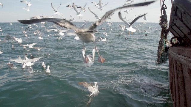 Oiseaux en slowmotion