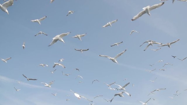 Oiseaux Slowmotion