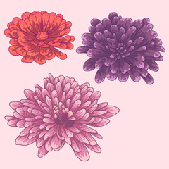 Isolated flowers. Colored zinnia flowers.