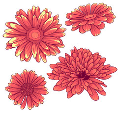 Isolated flowers. Colored and lined flowers