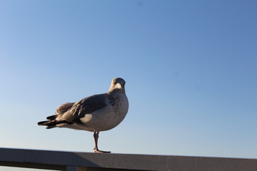 bird eye