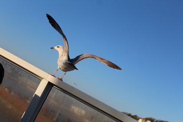 Ready to fly