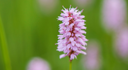 Frühlingsblume und Blüte auf Wiese