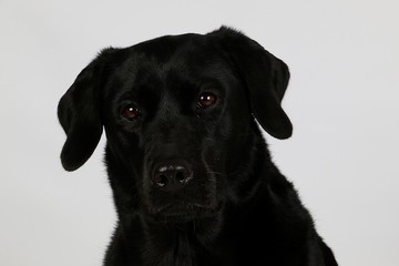 Fototapeta na wymiar beautiful black labrador head portrait in the white studio