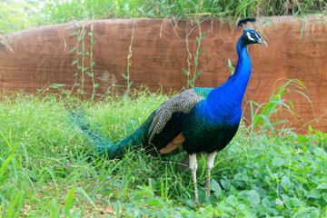 Fototapeta premium Peacock on Green Grass 