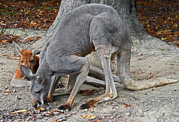 Eastern grey kangaroo or giant kangaroo. Latin name - Macropus giganteus © Mikhail Blajenov