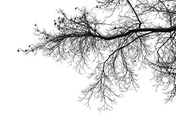 Realistic tree branches silhouette on white background. Winter tree branch. Snow covered branch