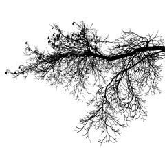Realistic tree branches silhouette on white background (Vector illustration).