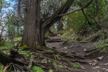 san martin de los andes from Argentina