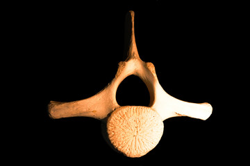 Upper side vertebra of a whale - isolated on black background © Ivan