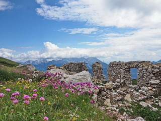 Alpen-Grasnelke, eine rosa blühende Alpenblume