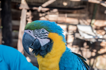 Arara Canindé solta no parque