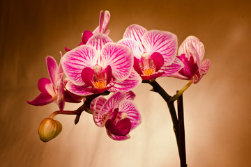 Fototapeta na wymiar Orchidea Phalaenopsis , Falenopsis